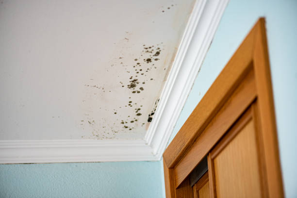 Best Same-Day Mold Removal  in Coral Hills, MD