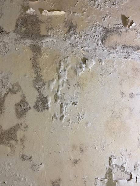 Best Mold Cleaning Services  in Coral Hills, MD