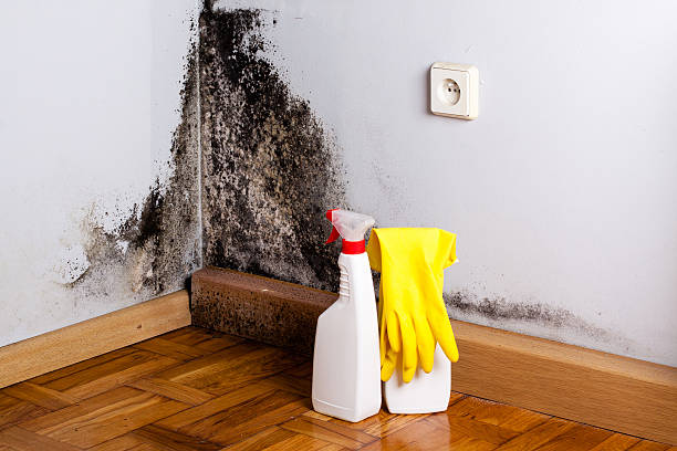 Best Best Mold Removal Companies  in Coral Hills, MD