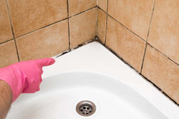 Best Toxic Mold Removal  in Coral Hills, MD